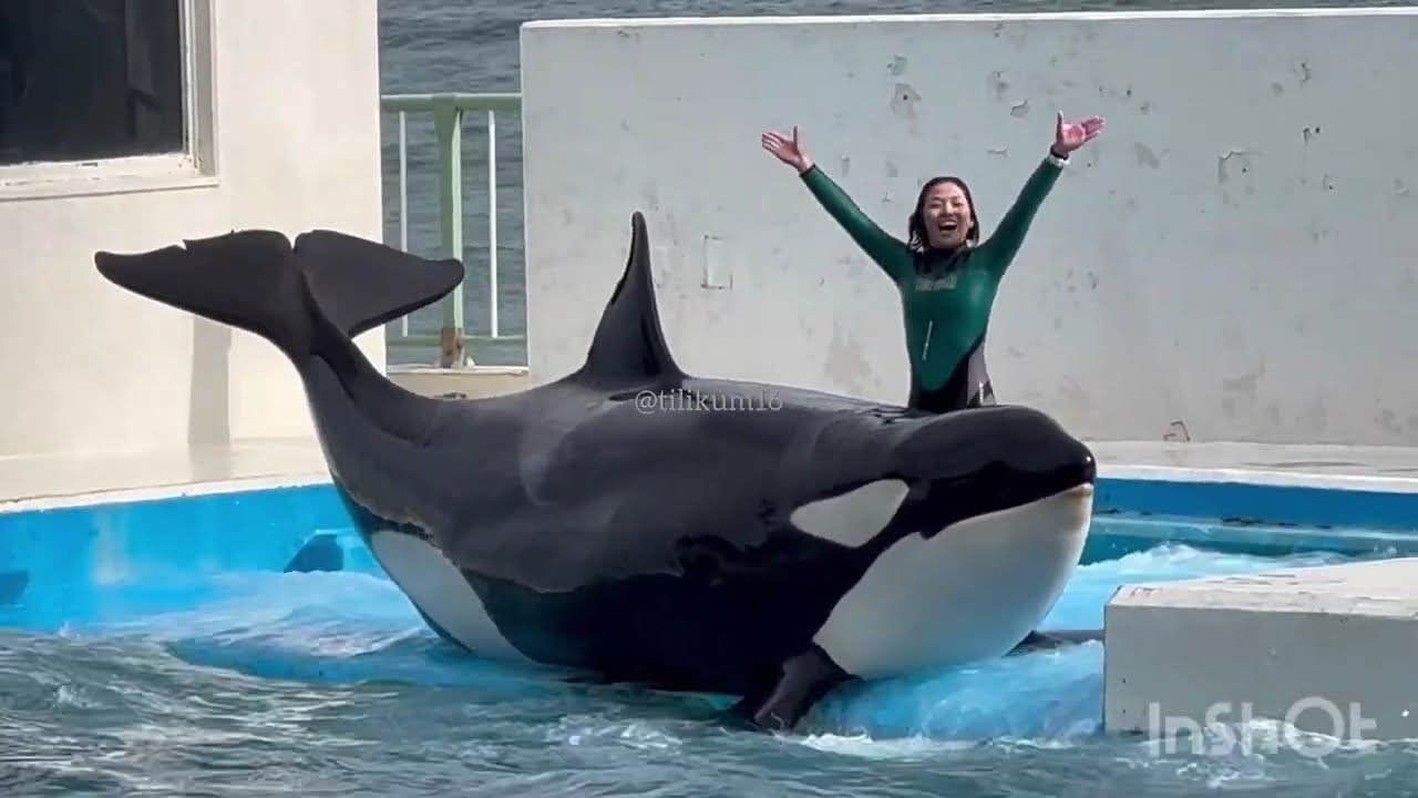 Orca splash show “lets be like Ike” Sept. 21, 2024 - Kamogawa SW 🇯🇵
