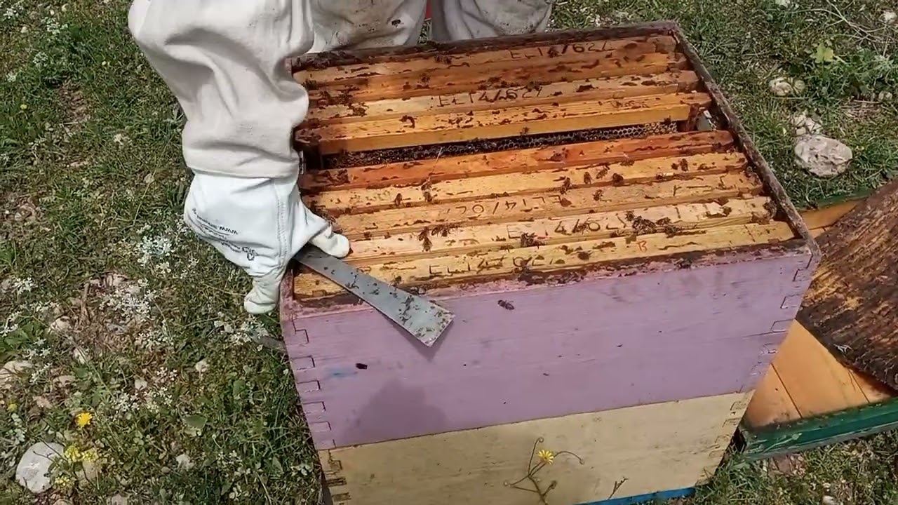 Ένα πολύ δυνατό τριώροφο μελίσσι.