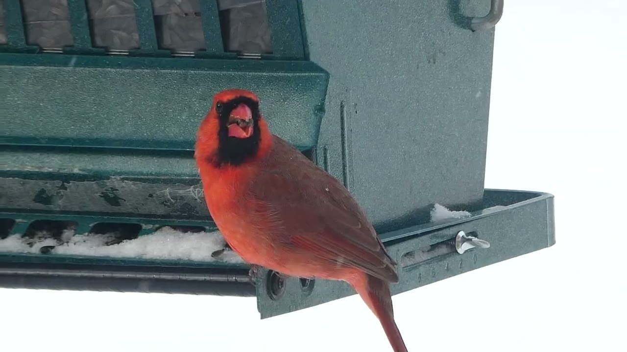 P1012917 Male Cardinal at the front yard feeder.