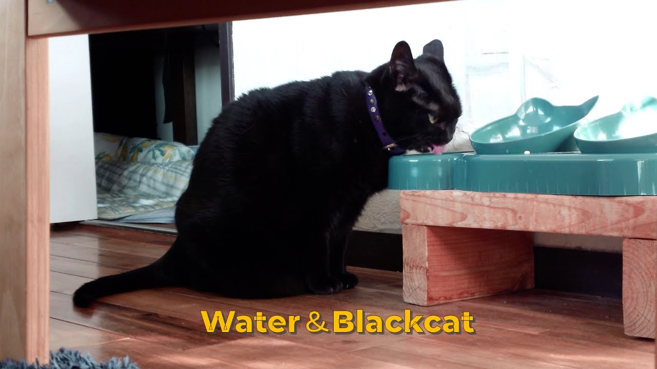 ゴクゴクお水を飲む黒猫