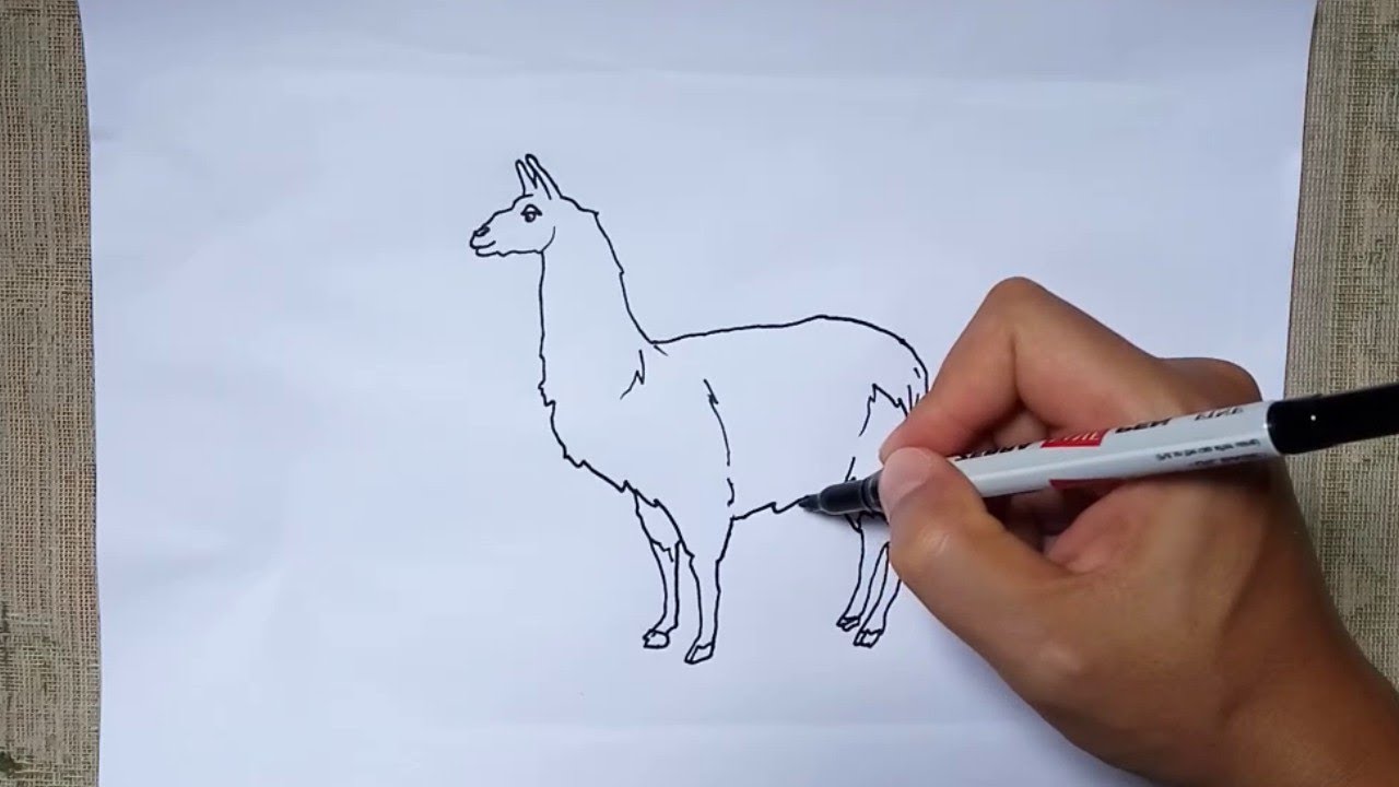 How to Draw a Llama Sketch Step by Step Easy Drawing– Simple Llamas Outline Tutorial