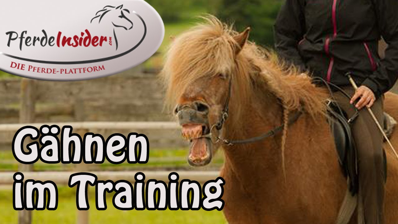 H&auml;ufiges G&auml;hnen des Pferdes im Training. Was bedeutet das ?