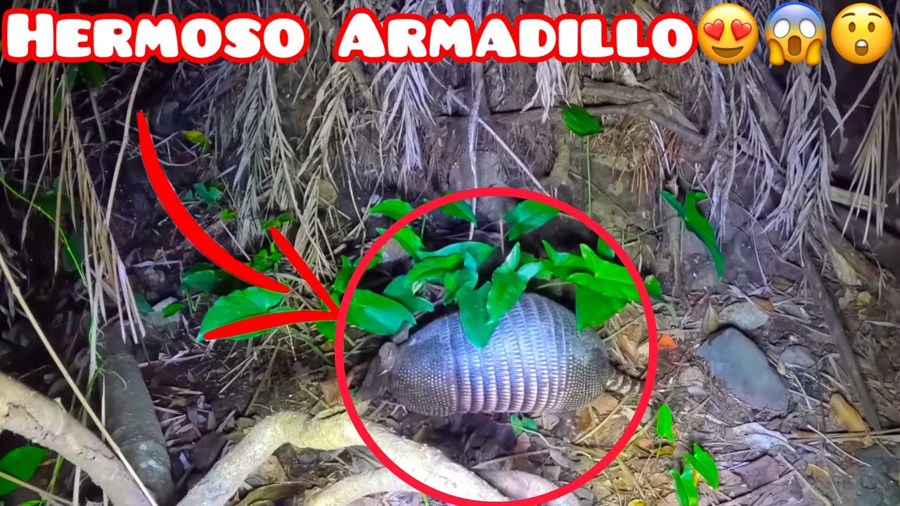 WILLIAM POR POCO ARRAGA UN ARMADILLO😱😲😱 