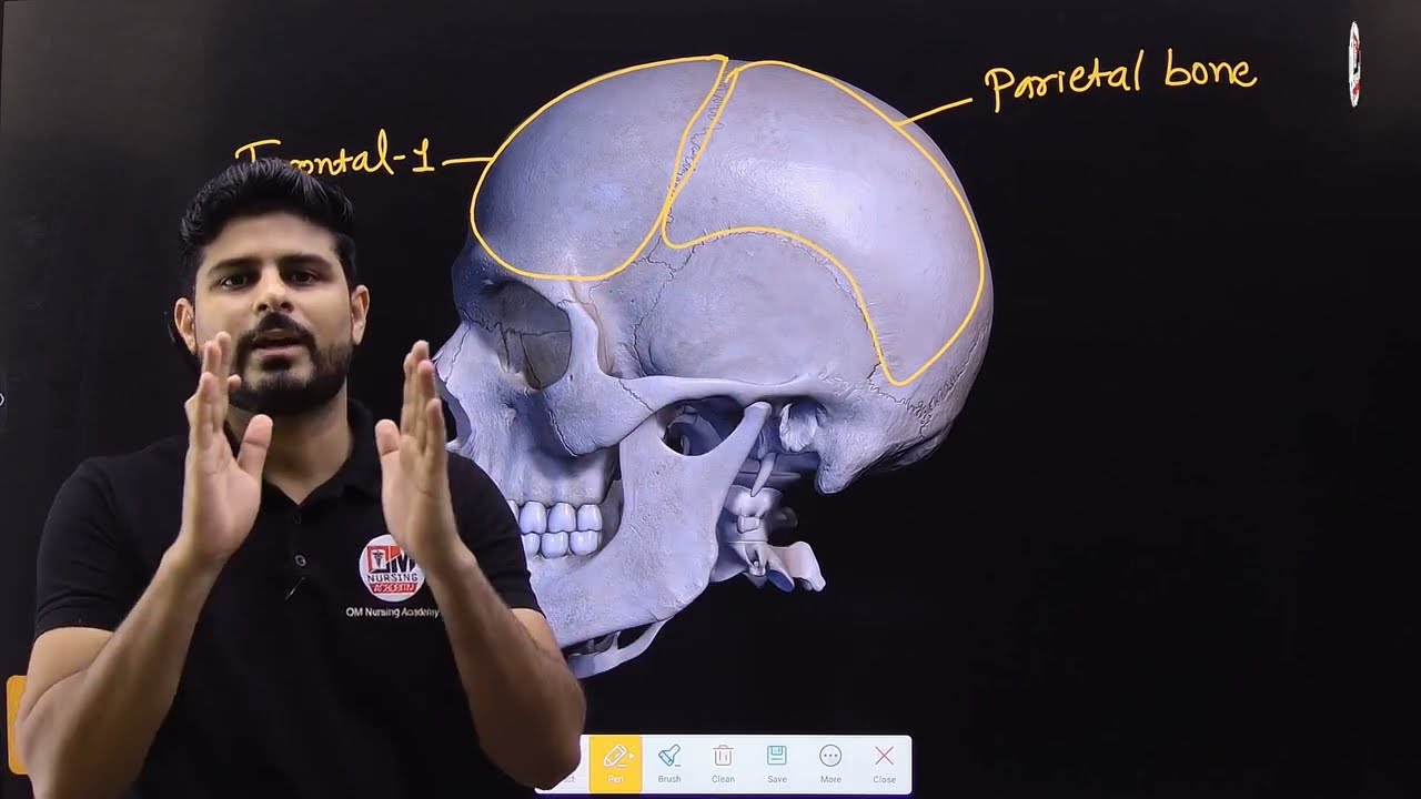 Skull Bones 3D | Skeleton System Part - 1