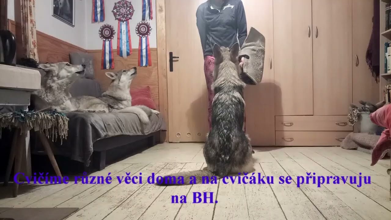 Dráp Navarrewolf - ze života puberťáka 12-14 měsíc