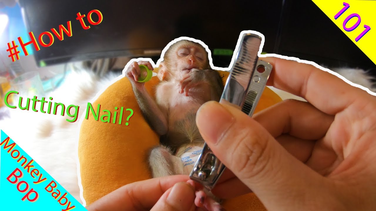 🐵How to Cutting Nail for Monkey Baby?