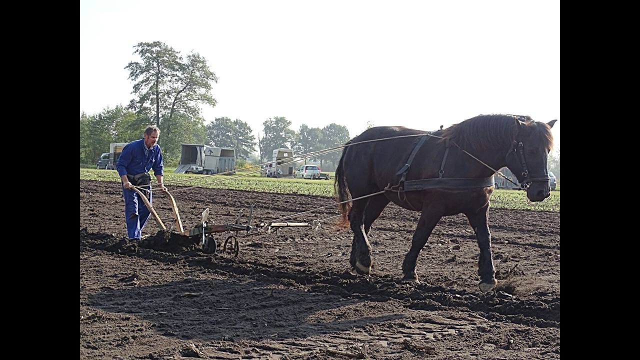 RTVSternet 20161022 Ploegen met paarden