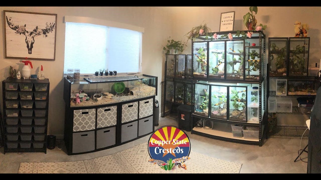 Gecko & Pet Room Tour | Over 25 Crested Geckos | Crested Gecko Breeder