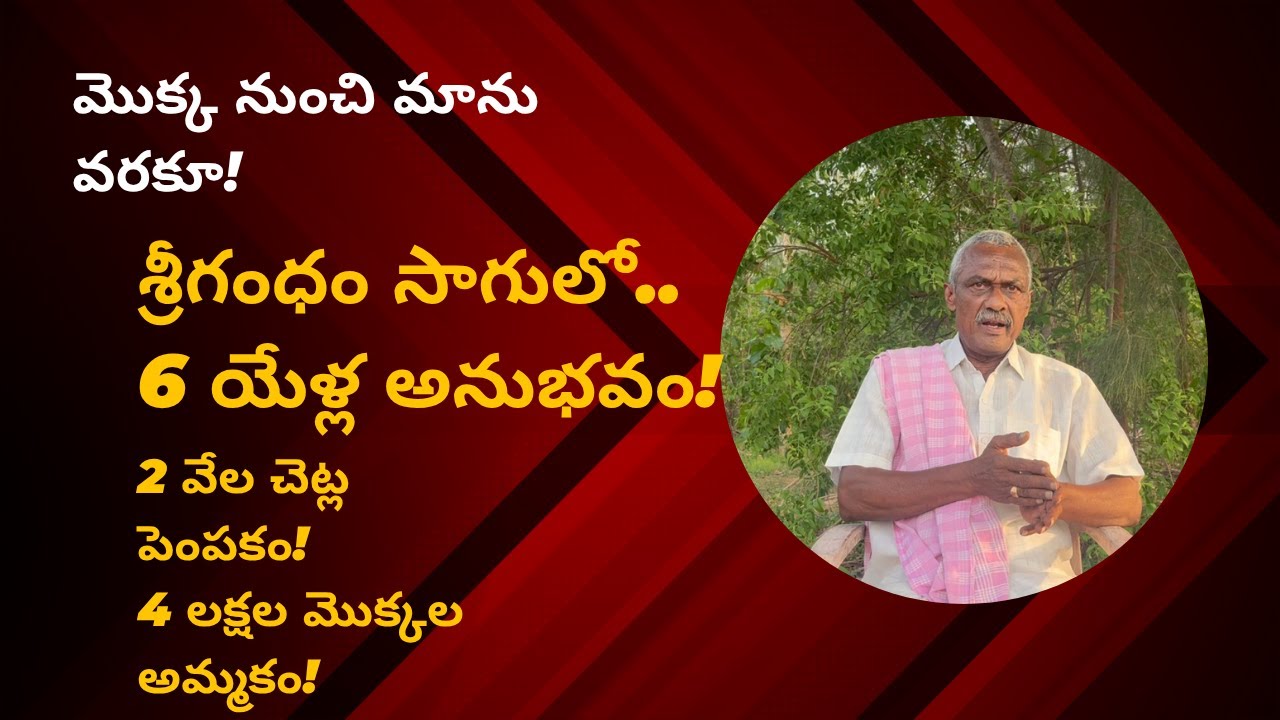 How to start Sandalwood farming | Sri Gandham Cultivation| Farmer experiences