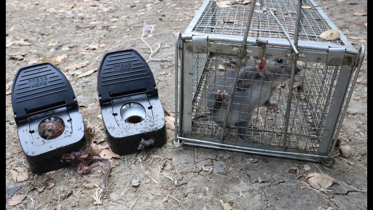 Lethal TOMCAT Rat Snap Traps turn 2 Rats to DUST! | First Catch for the TrapPro Humane Trap
