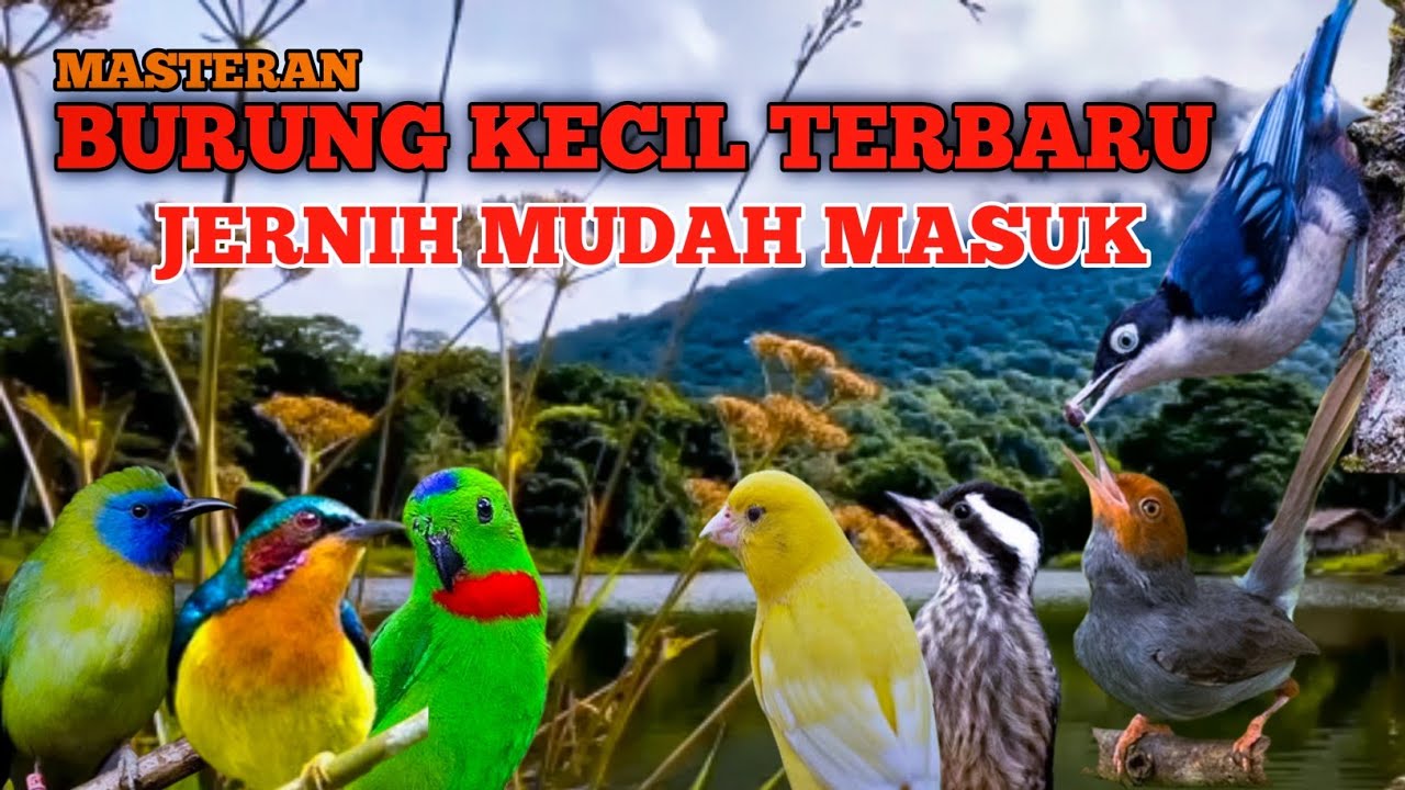 Masteran BURCIL !! Mbeset nembak panjang jernih berjeda MUDAH MASUK