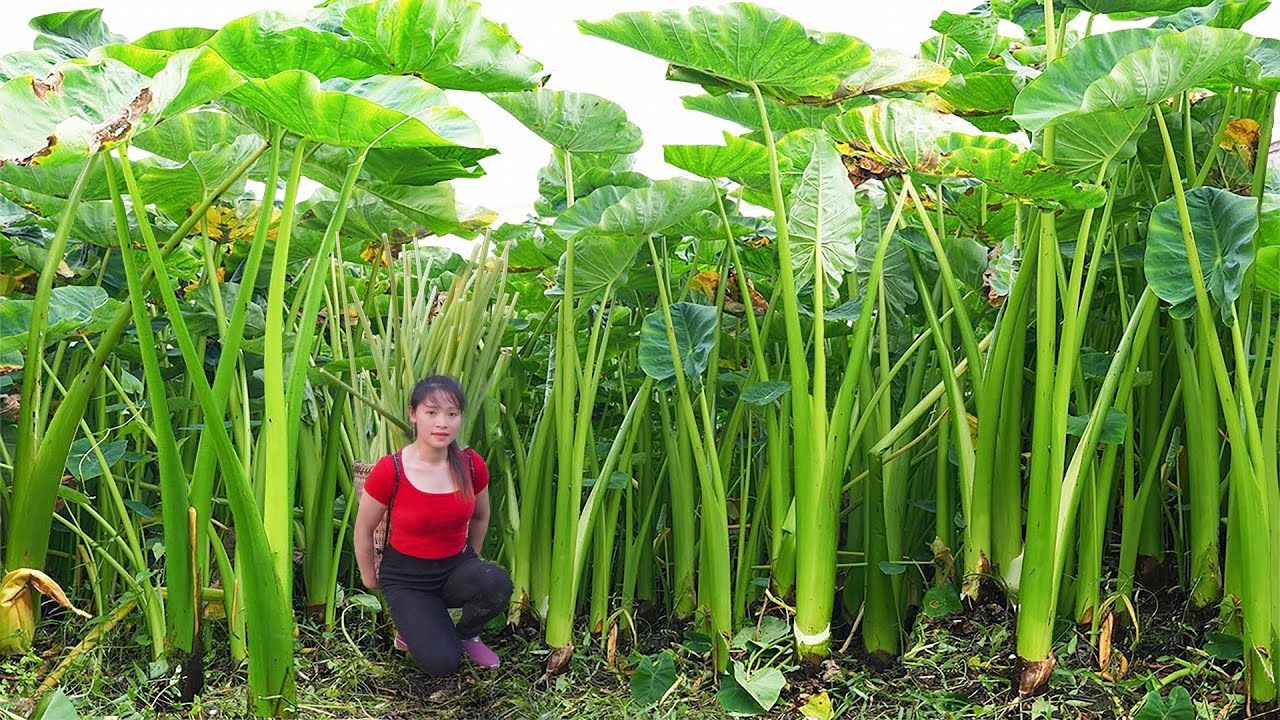 Harvesting Many Taro Plants Go To Village Sell - Replace watermelon garden to grow vegetables