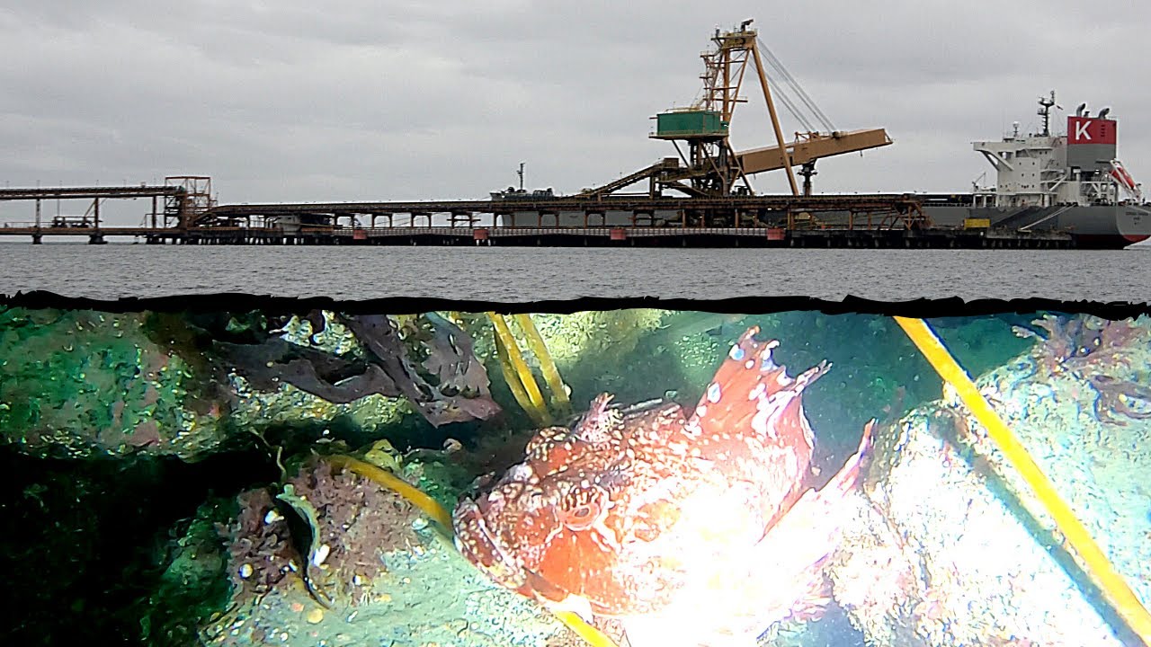 Freediving The Westshore Coal Terminal | Delta British Columbia, Canada