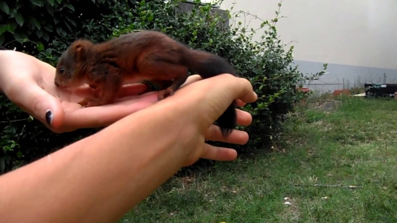 | Scoiattolo Cucciolo di due Mesi trovato nel parco |