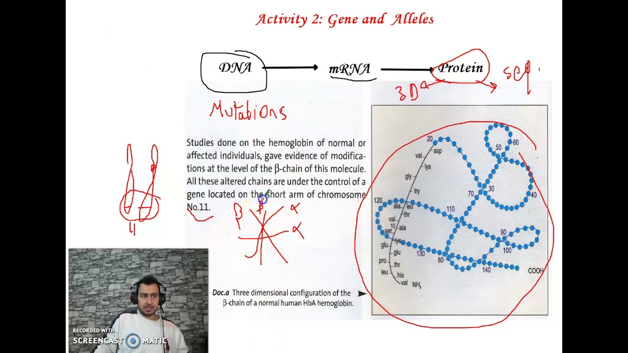 Chapter 4, Activity 2: Genes and Alleles (substitution mutation) part 1 #Grade_11_science