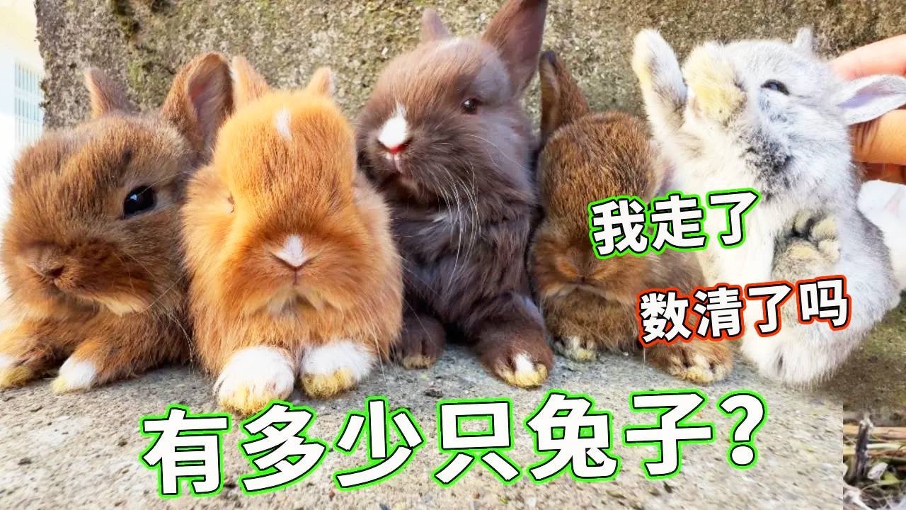 别问我有多少只小兔子，你们自己数吧！我快晕了！【天下一场梦】