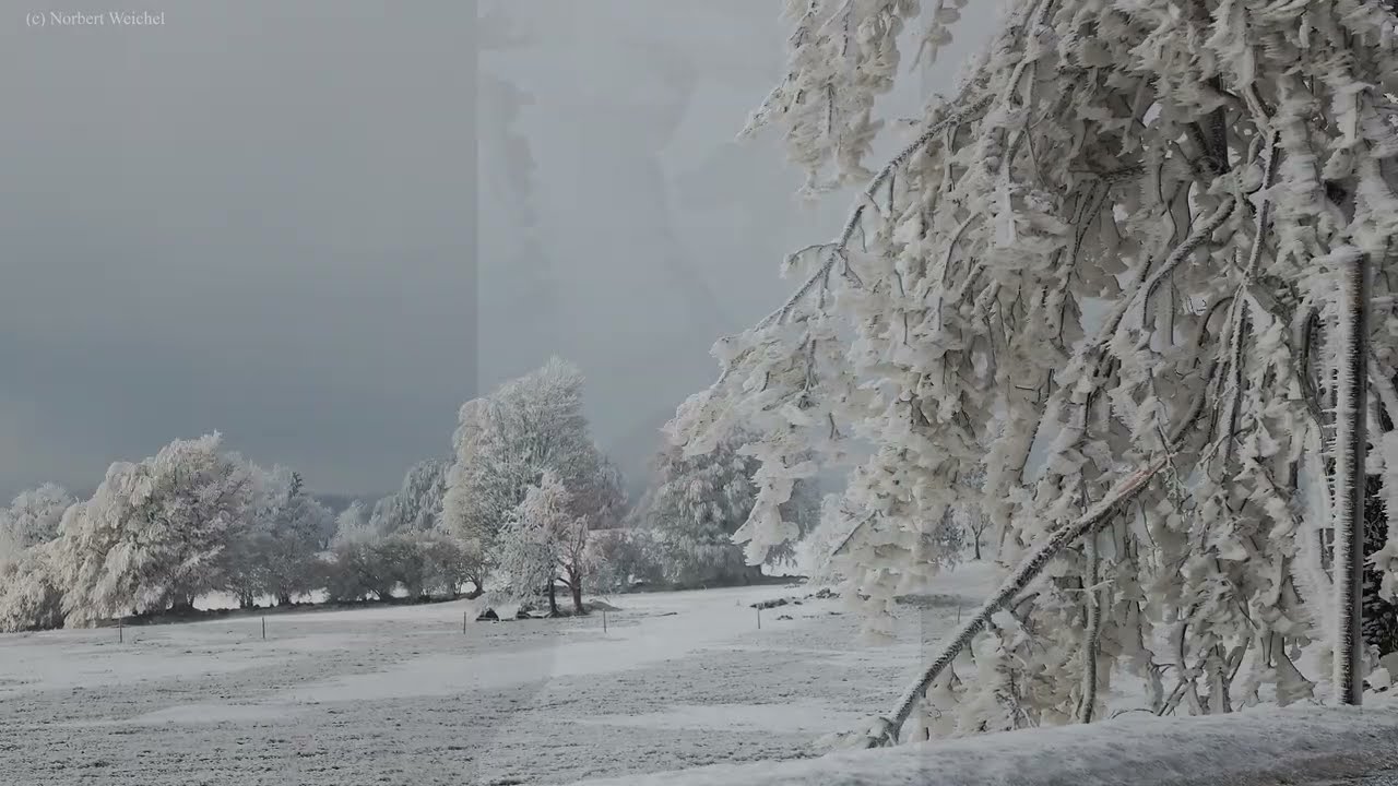 Starker Raureif bei Medenec im böhmischen Erzgebirge 19.Januar 2026