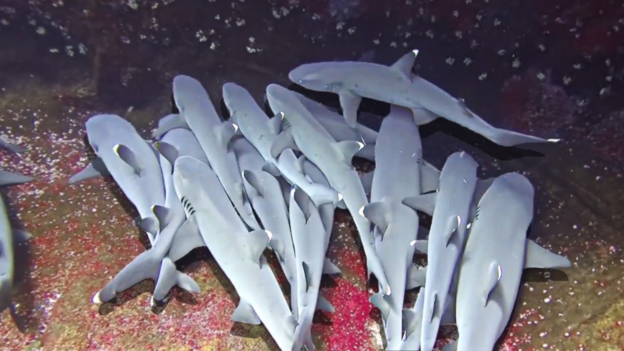Whitetip Reef Sharks Cuddling