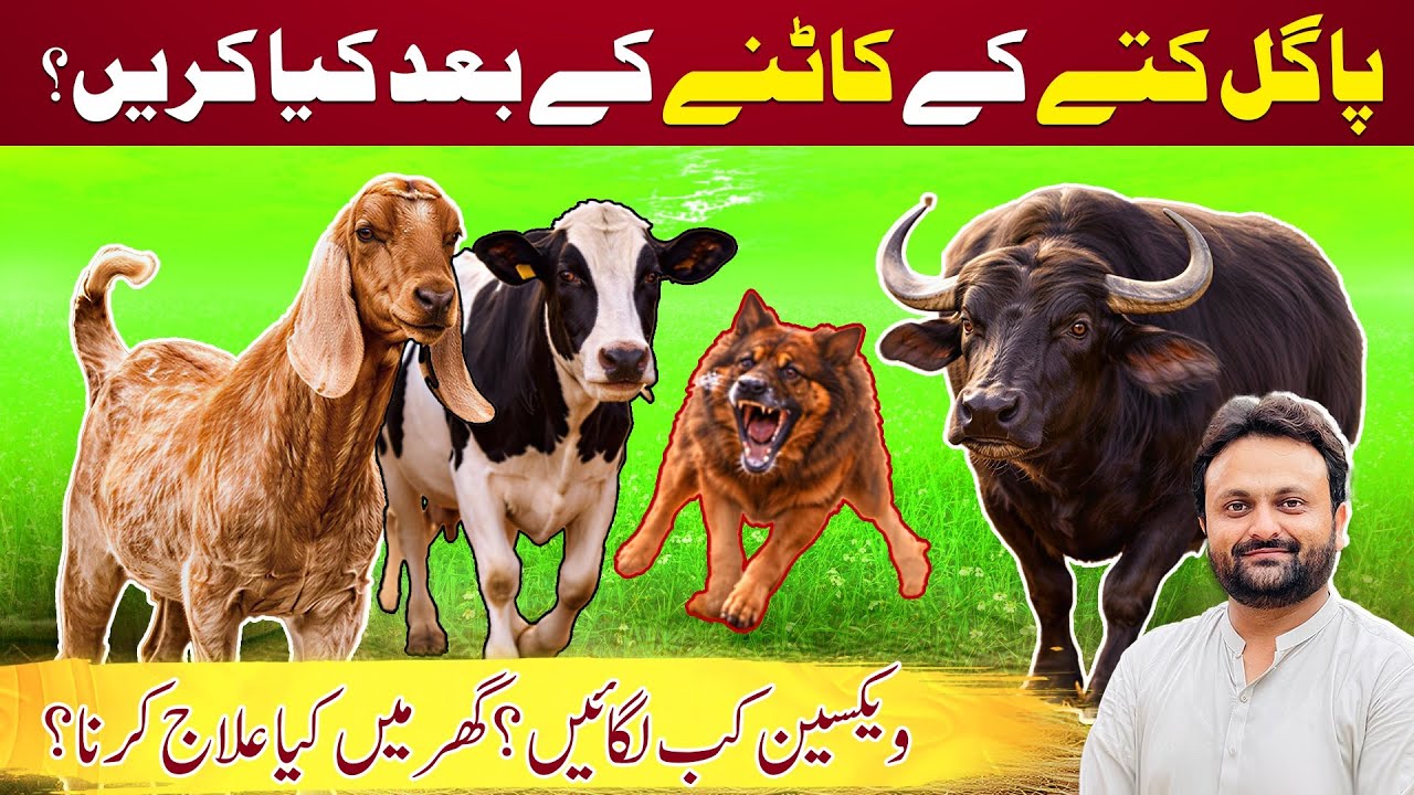 Vaccination schedule of animals after rabid dog bite / anti rabies vaccination in cow/buffalo/horse 