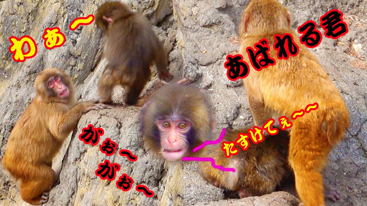 🐒 今日の#がんばれパンチ！🦧 助けてぇ〜 😱 わぁ〜！！ビックリ〜😳 がぉ〜！暴れる君だぁ〜💪 助けてぇ〜🙈　遊びタイム編 🧸Aけ