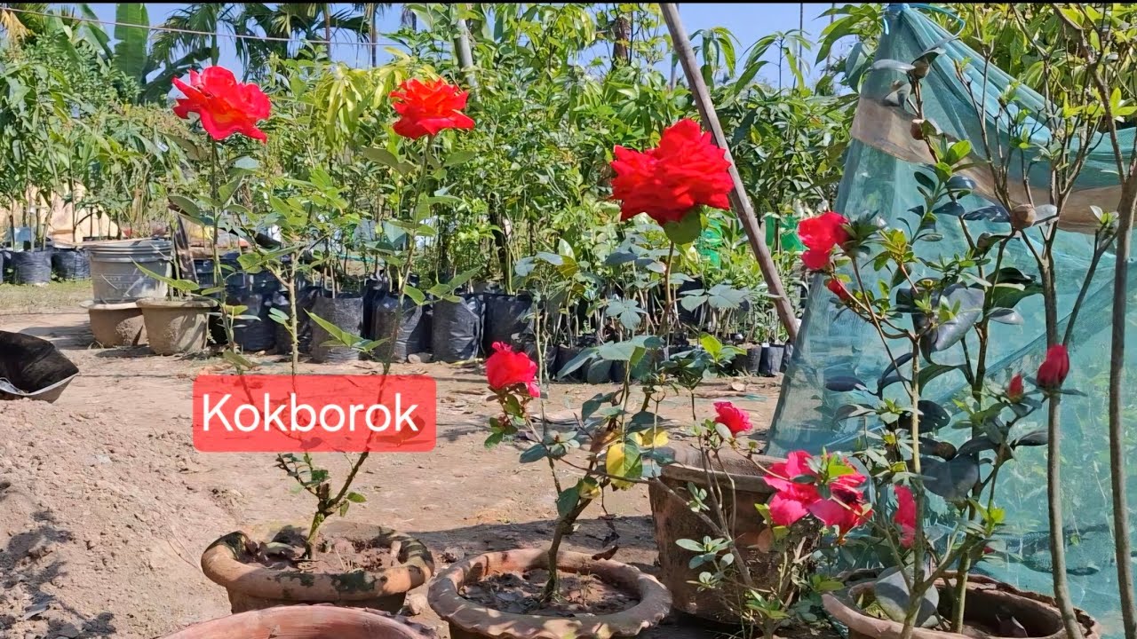 Rose eba golap ni bagwi bahaikhe haa swnam tai potni out line kwbang narwgna nang, bono salaimani.