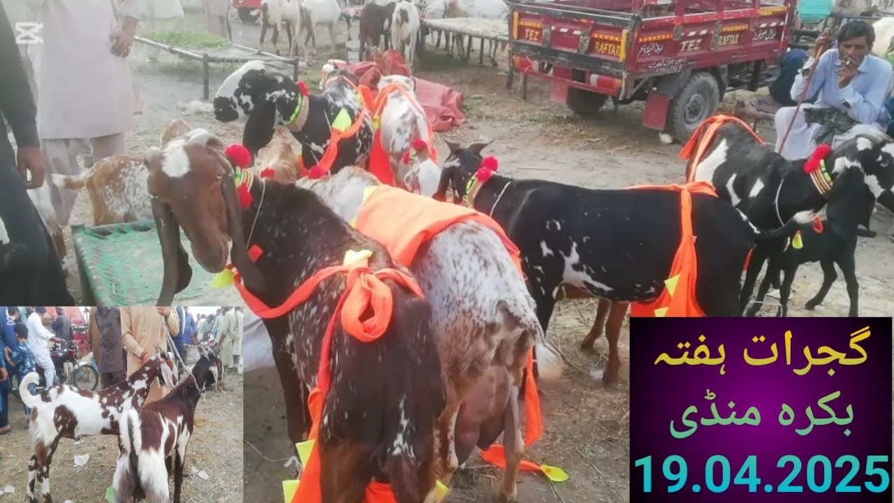 Gujrat Saturday 19.04.2025 Bakra Mandi rates | Goat for sale, low rates Goat, Qurbani 2025, Gujrat