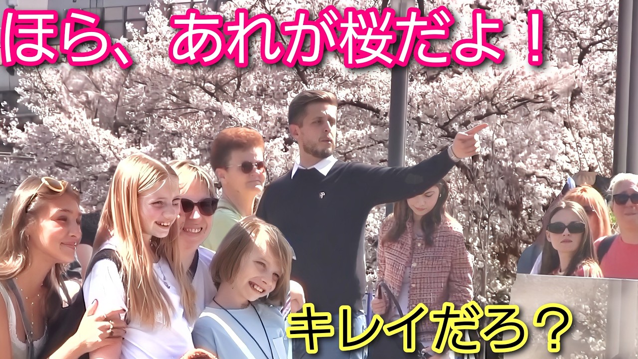 ほら、あれが桜だよ！外国人観光客が満開の桜と日本の歴史的建造物の組み合わせに大感激！