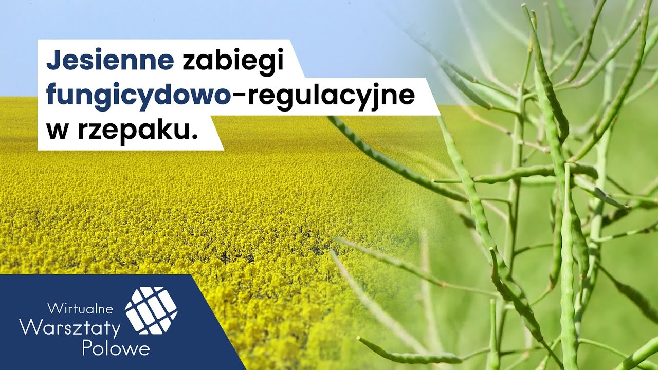 Jesienne zabiegi fungicydowo-regulacyjne w rzepaku  | Wirtualne Warsztaty Polowe 2020