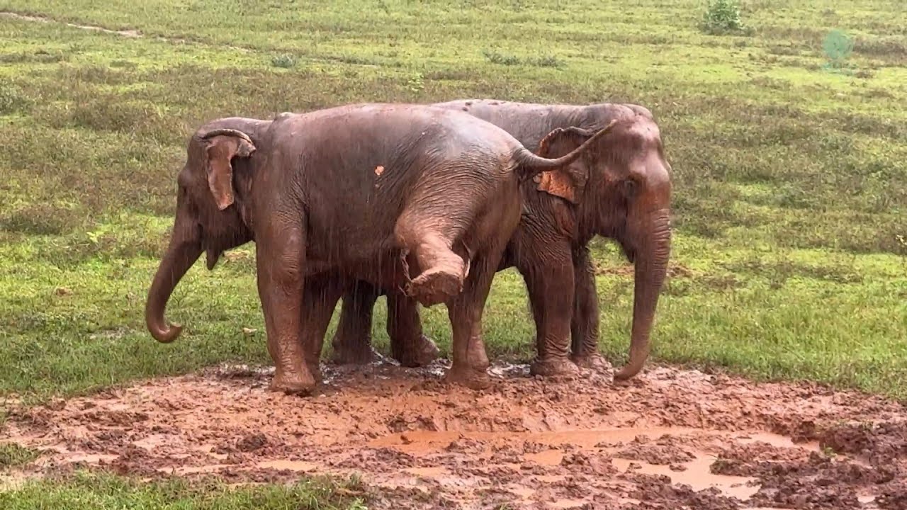 Happy Trumpets from Elephants TikTok and Mae Kheaw! - ElephantNews