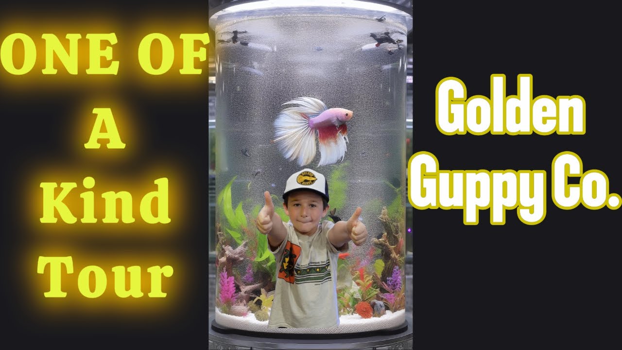 The Best Nano Fish Store: Personalized Tour and Betta Breeding at Golden Guppy