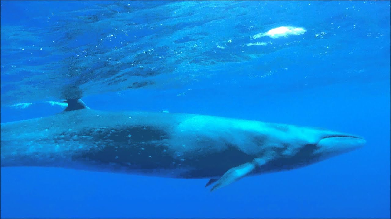 Sei Whales
