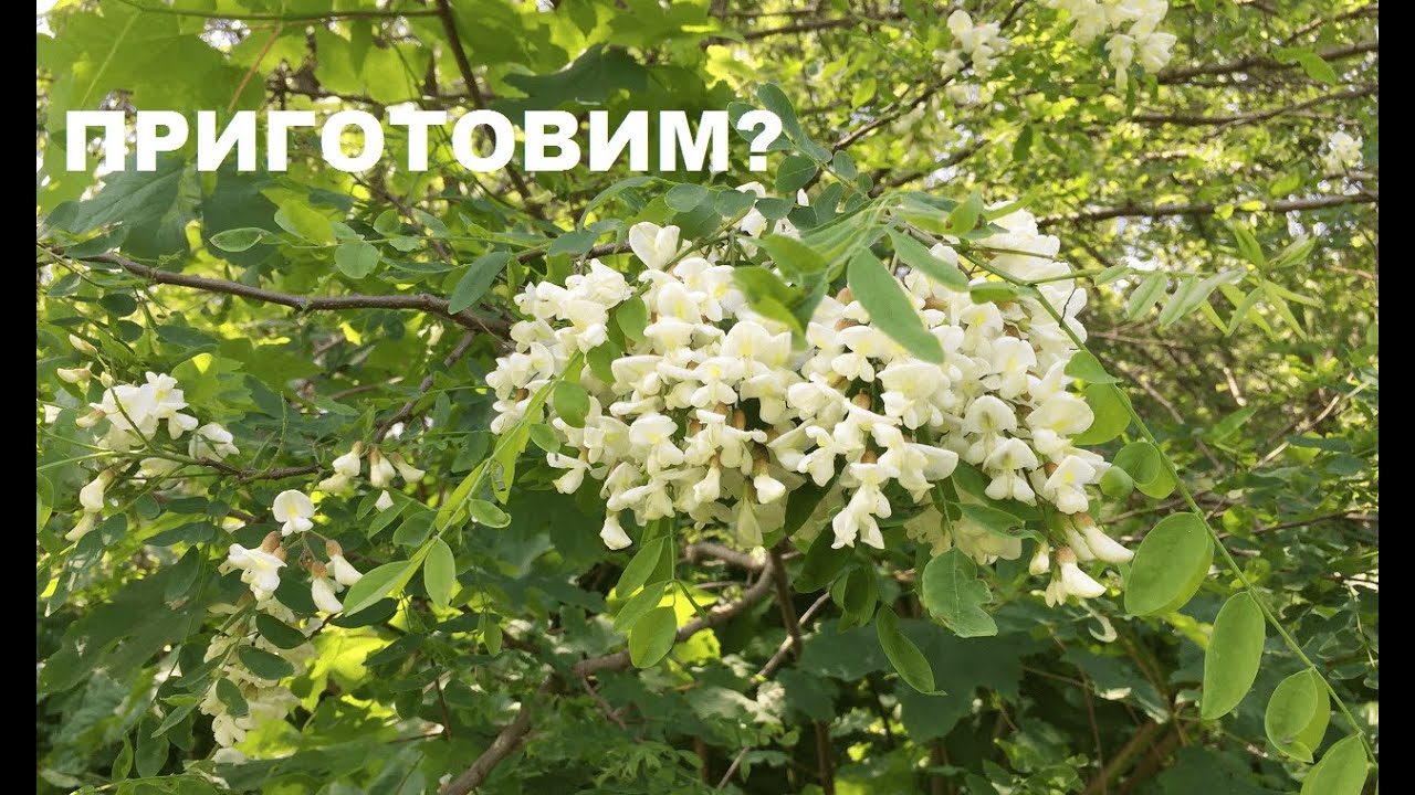 Цветы БЕЛОЙ АКАЦИИ: 5 вкусных рецептов