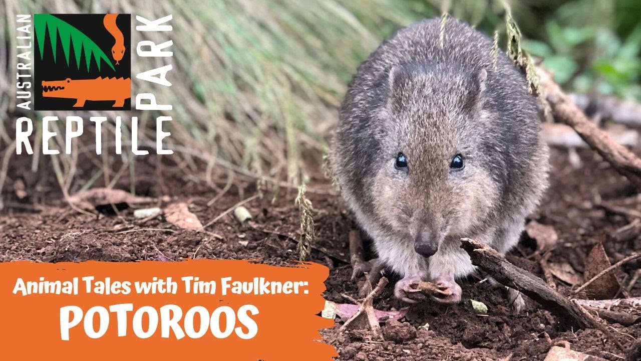 ANIMAL TALES WITH TIM FAULKNER | EPISODE 20 | POTAROO!
