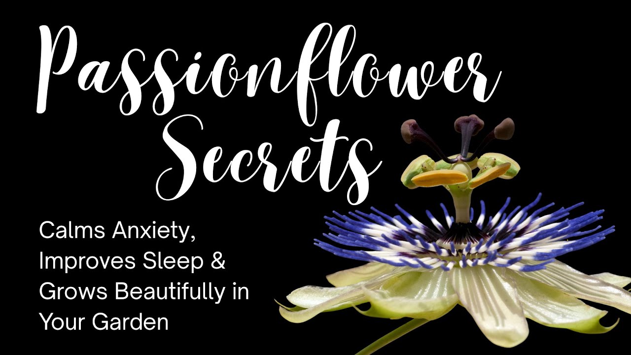 Passionflower Secrets: Calms Anxiety, Improves Sleep & Grows Beautifully in Your GardenPassionflower