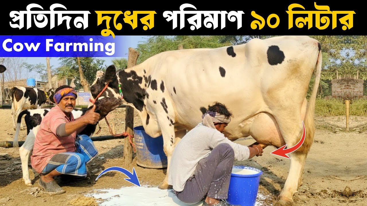 Cow Farming in West Bengal/প্রতিদিন দুধের পরিমাণ ৯০ লিটার! কিন্তূ কিভাবে সম্ভব?@agriculturediary 