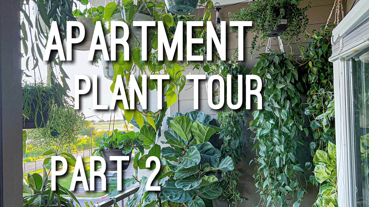 Houseplant Apartment Plant Tour | Mini Apartment Jungle 2022 | Summer Version - May