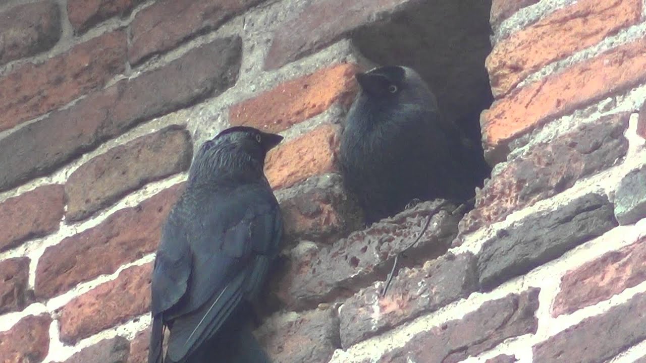 KAUWEN OP DE KERK de rangorde is duidelijk eurasian jackdaw