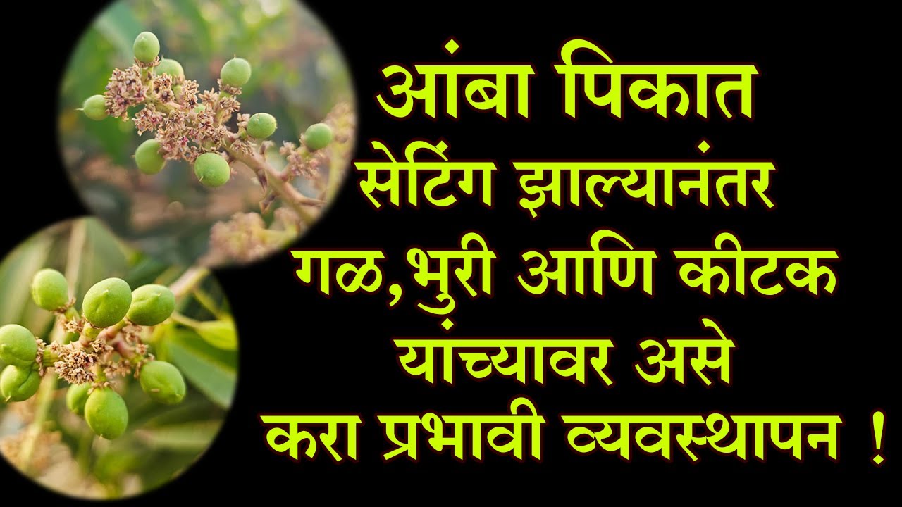 #आंबा_पिकात सेटिंग झाल्यानंतर गळ, भुरी आणि #कीटक यांच्यावर असे करा प्रभावी #व्यवस्थापन !।#Dr_Kisan।