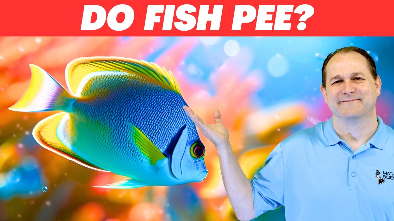 Do Fish Pee?  A Science Deep Dive into FISHY Business!
