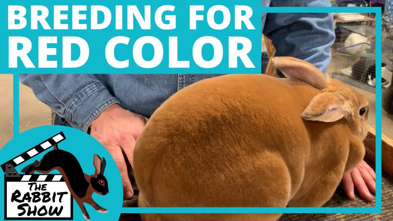 Breeding for Red Color in Rex Rabbits by Danielle Harubin