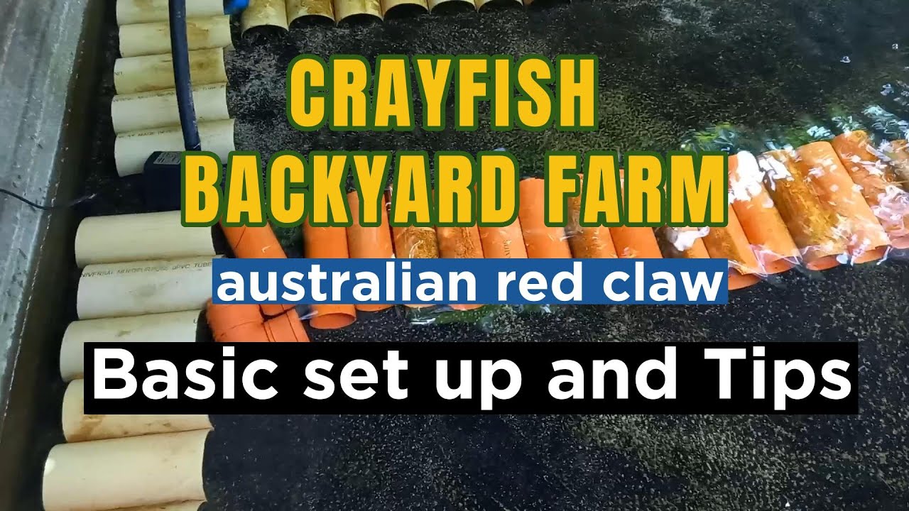 CRAYFISH backyard farm (Australian red claw) basic set up for beginner