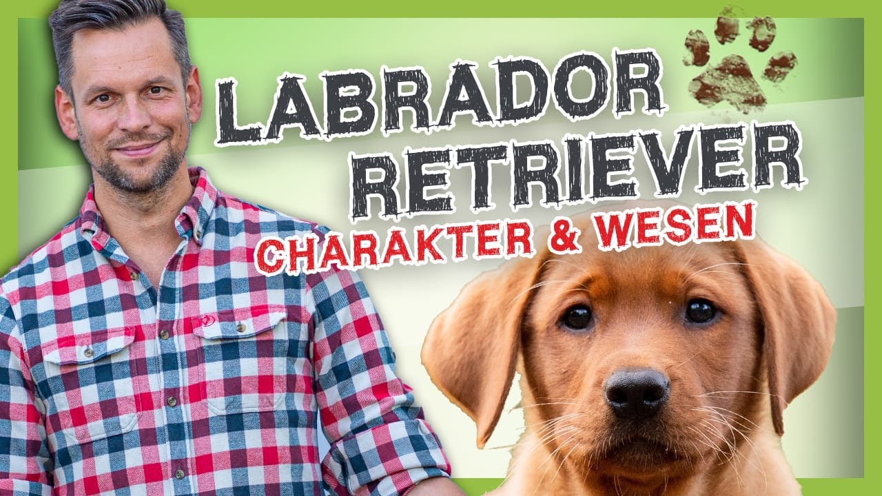 LABRADOR RETRIEVER: Rasse, Linien, und Wesen [Rasseportrait]