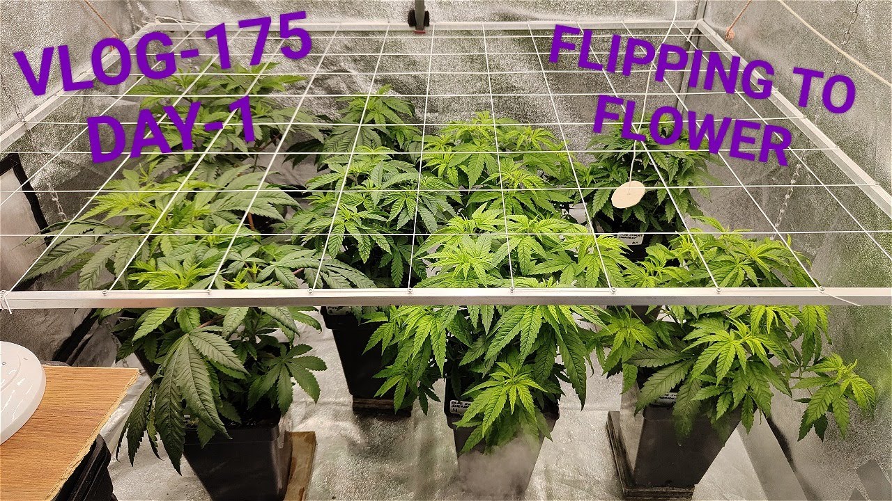 Blue Sunset Sherbert And  Banana Punch   Flip The Lady,s To Flower VLOG NR 175