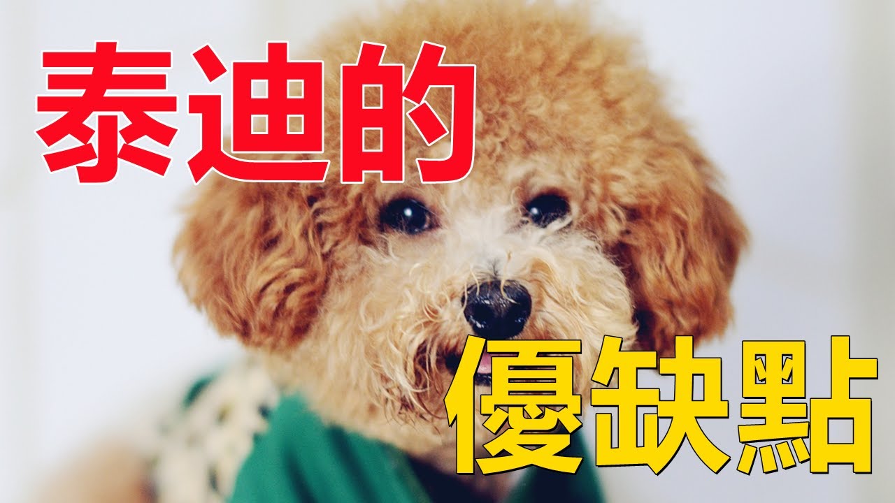 為什麽要養泰迪，看了泰迪這些優缺點，相信你也會喜歡它