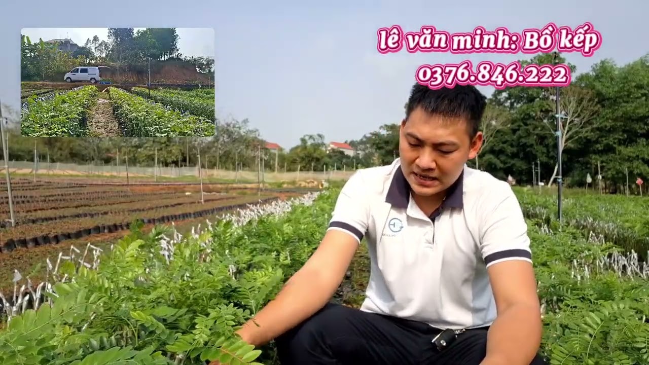 Cây bồ kết ghép đã vào thời điểm đẹp nhất để trồng rồi 