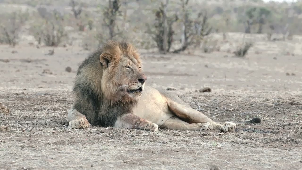 Mashatu Game Reserve. Botswana