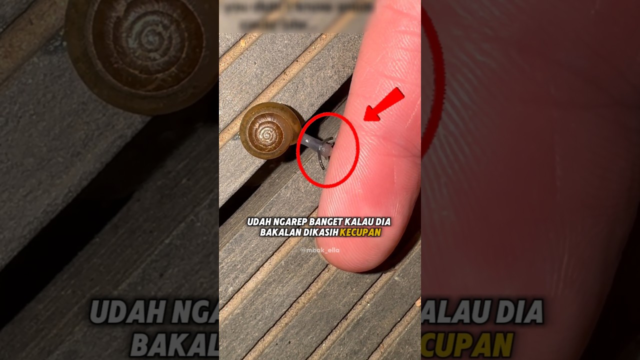 Cewek Ini DAPAT KECUPAN HANGAT Dari Seekor SIPUT❗😮
