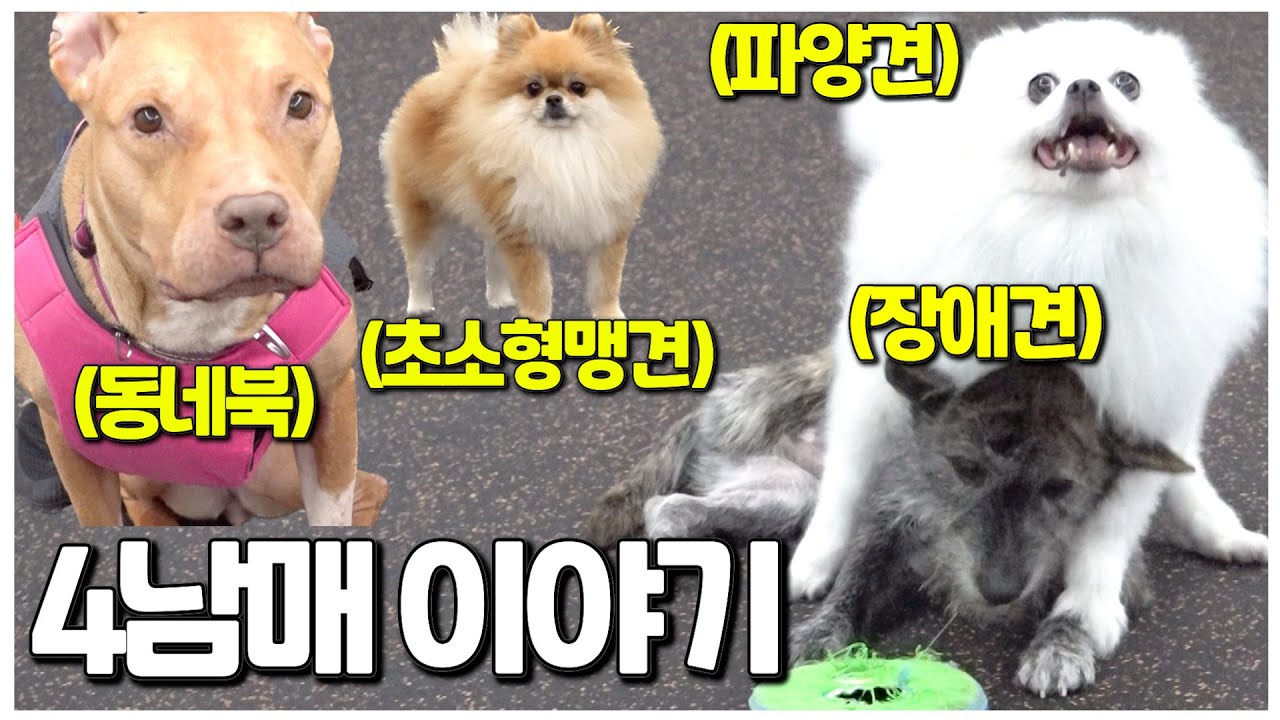 [ENG]세상에 사연 없는 강아지는 없다 I 반려인 인터뷰