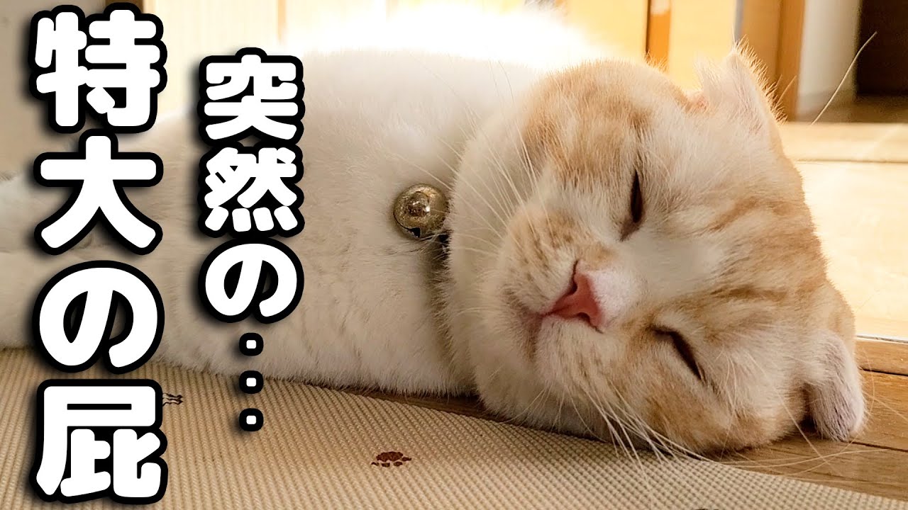 自分のおならにびっくりして猫と犬がこうなっちゃいました...笑