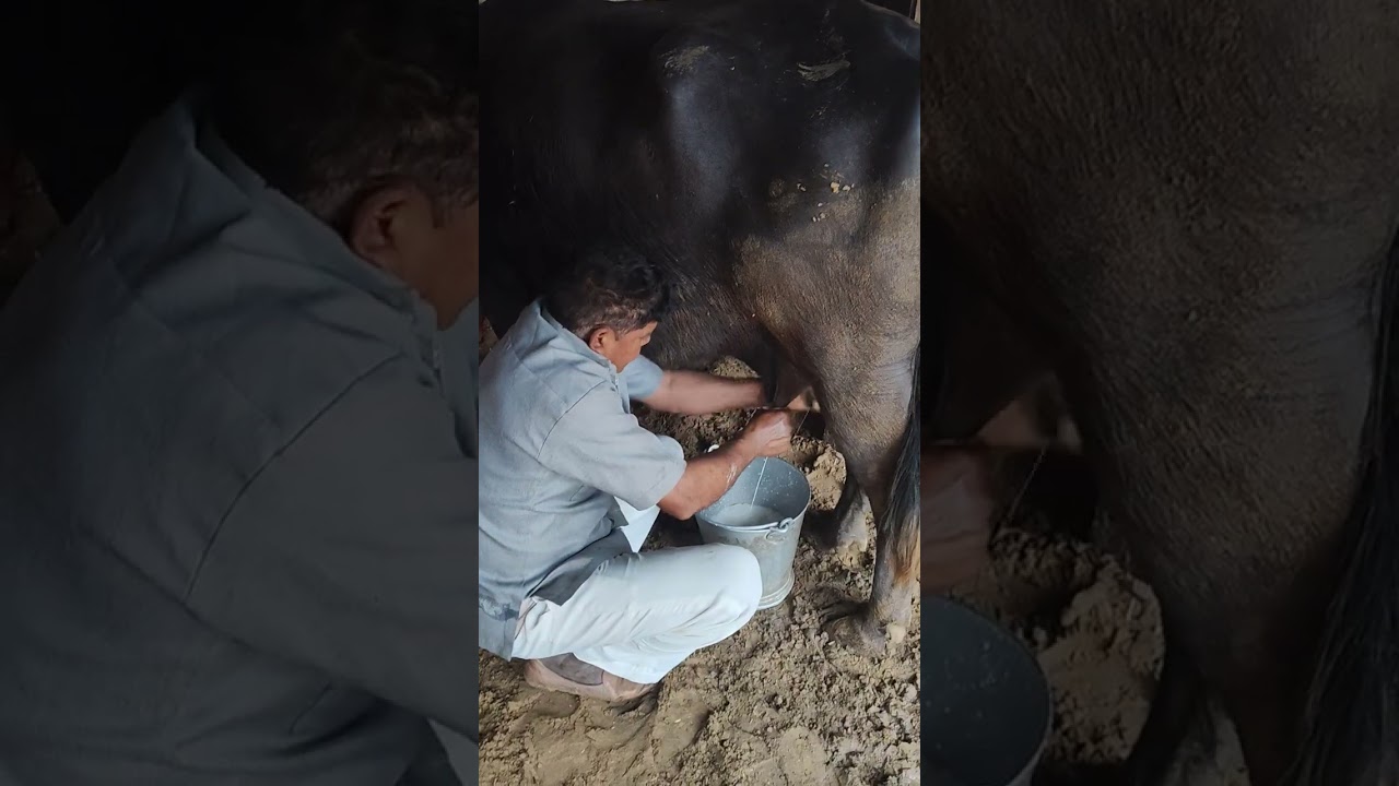 Bakdi bhas 2 mahine ki chack pass 12 ltr dood tyar h Niche padi h live milking Sale k liye h 